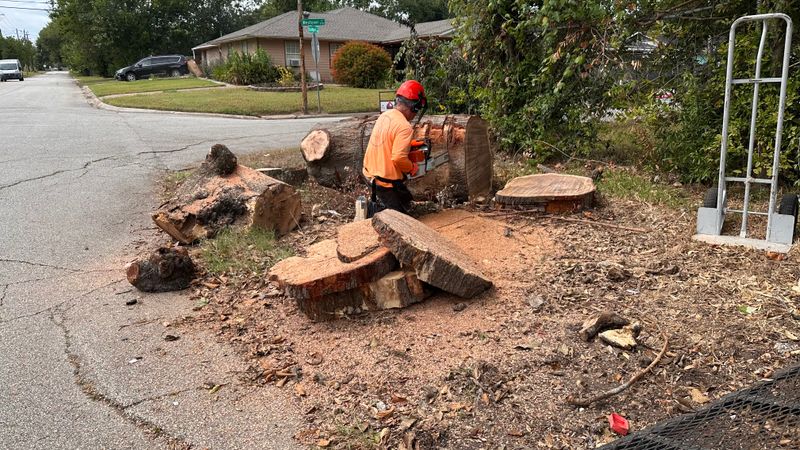 Tree trimming and removal