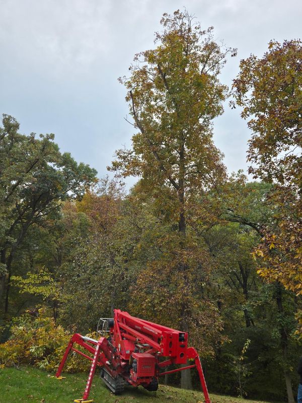 Tree Trimming