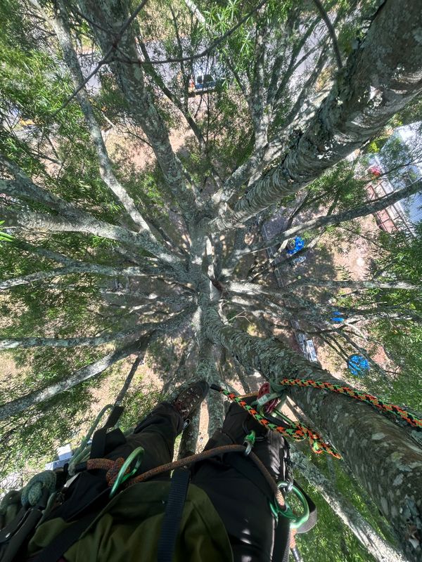 Tree Trimming