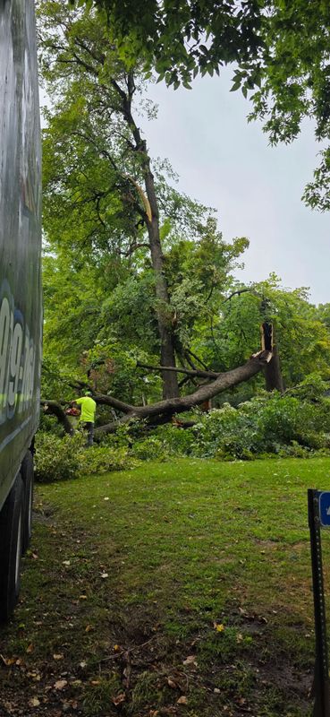 Tree Removal