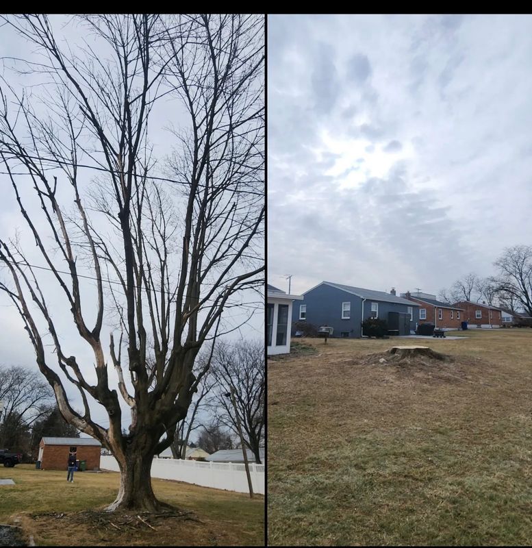Tree Services