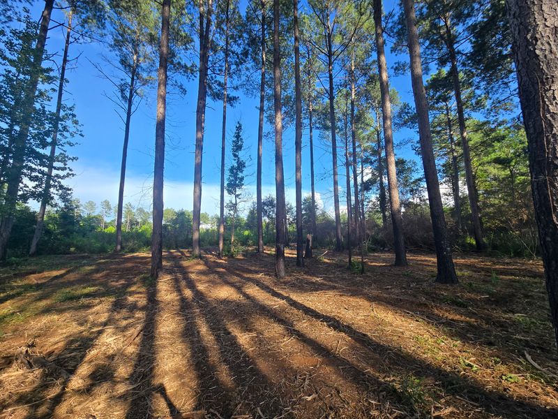 Forestry Mulching