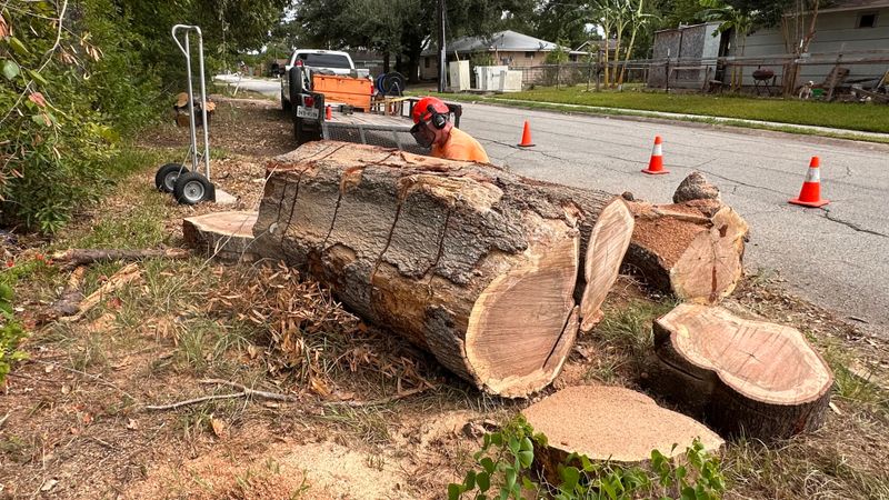 Tree trimming and removal