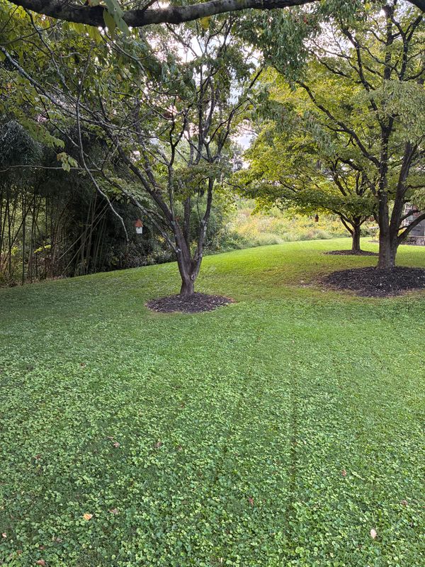 Tree & Shrub Care