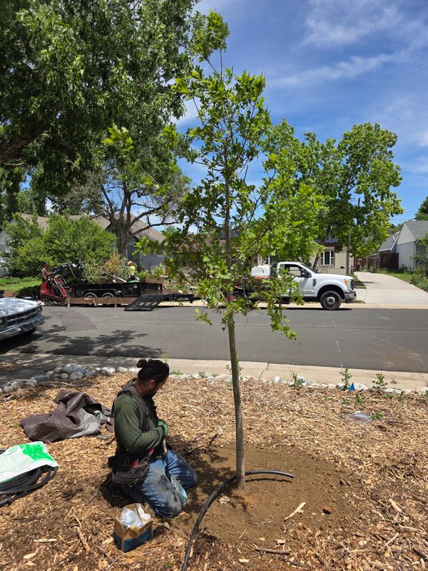 Tree Pruning & Removal