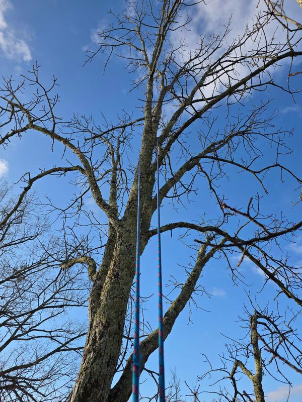 Tree Trimming & Removal