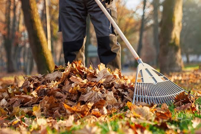 Fall and Spring Clean Up