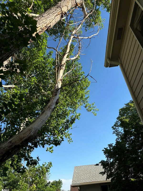 Tree Trimming