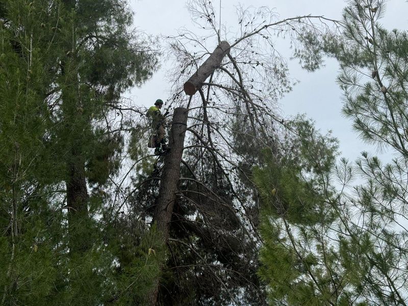Tree Removal