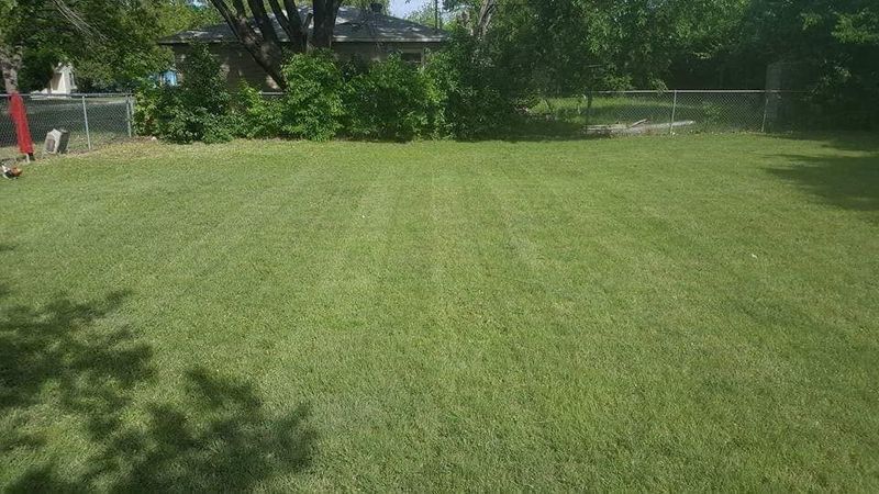 Tree and Shrub Care
