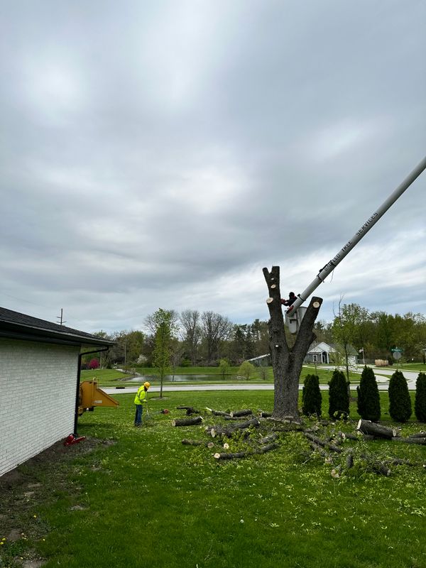 Tree & Stump Grinding Removal 