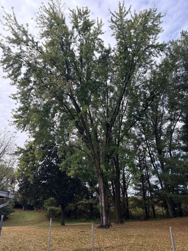 Tree Removal