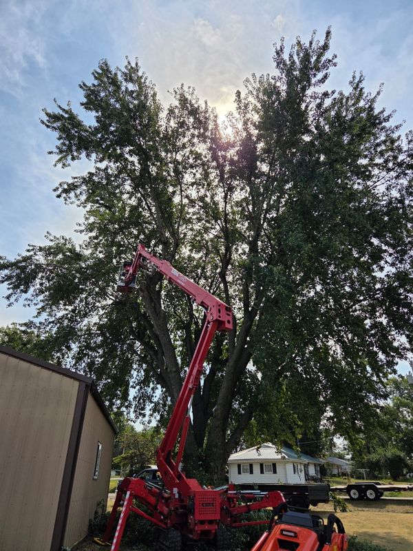 Tree Trimming