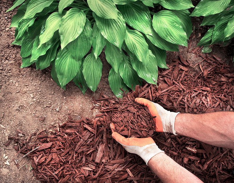 Mulch Installation