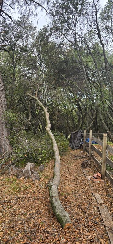 Hazardous Tree Services
