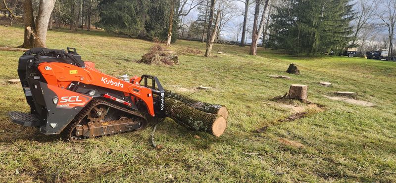 Tree & Shrub Care