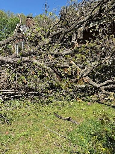 Tree Removal