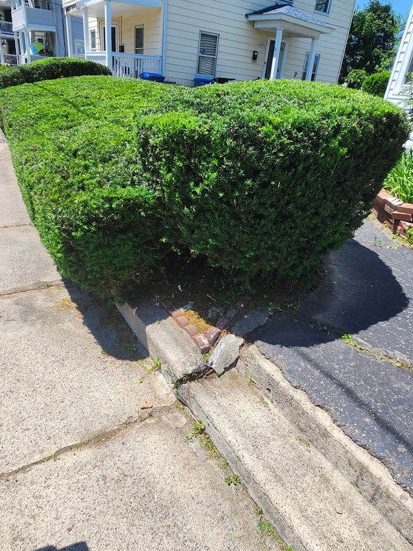 Hedge/Tree/Brush Cutting