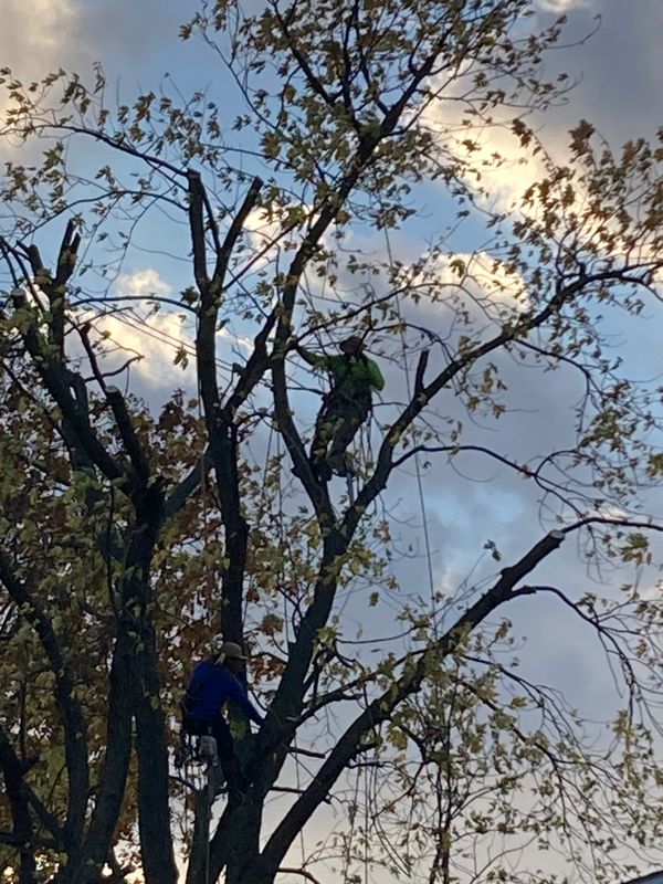 Storm Damage Clean Up