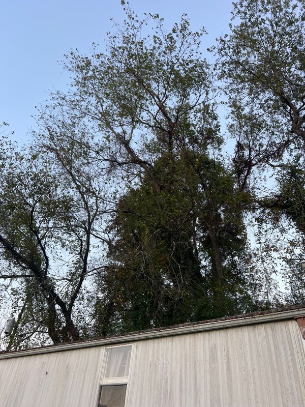 Hazard Trees