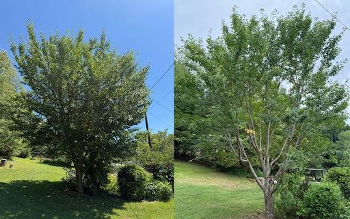 Tree Trimming