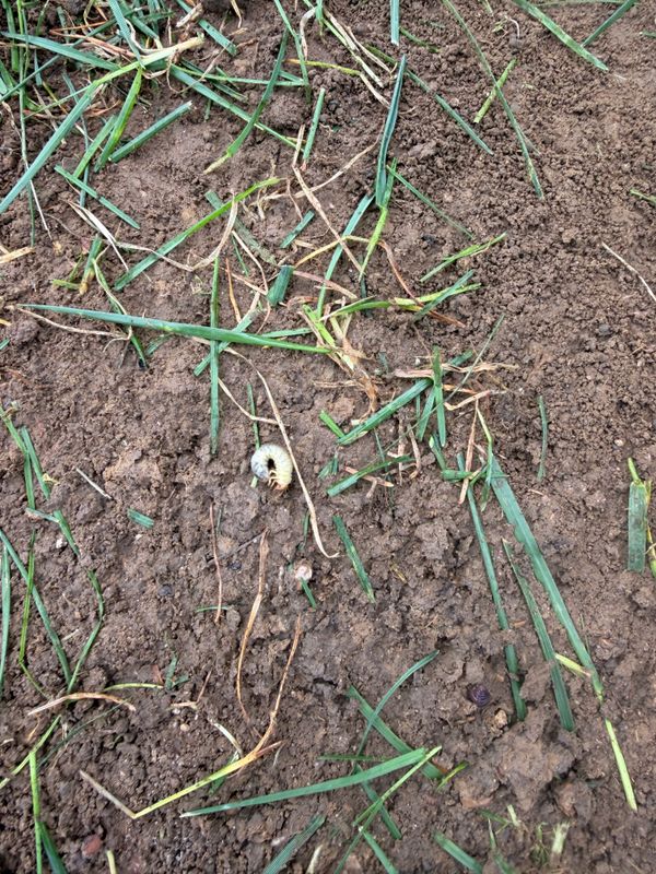 Grub Control Treatments