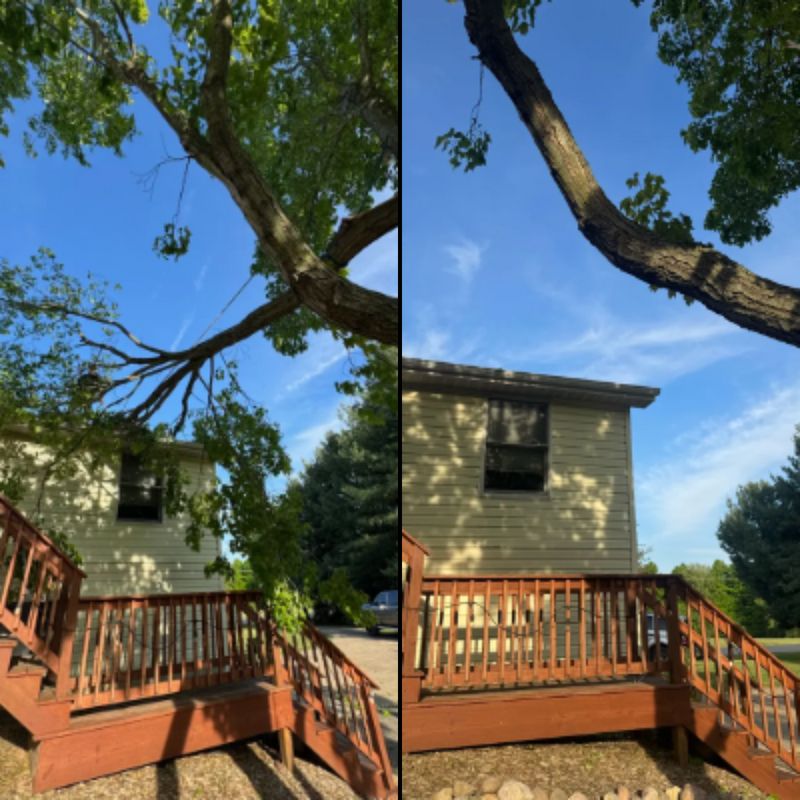 Tree Removal