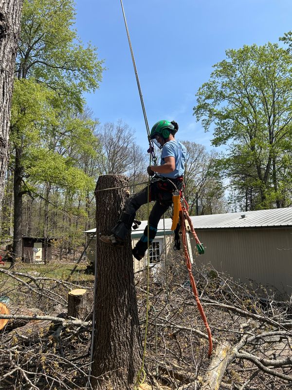 Tree Removal gallery