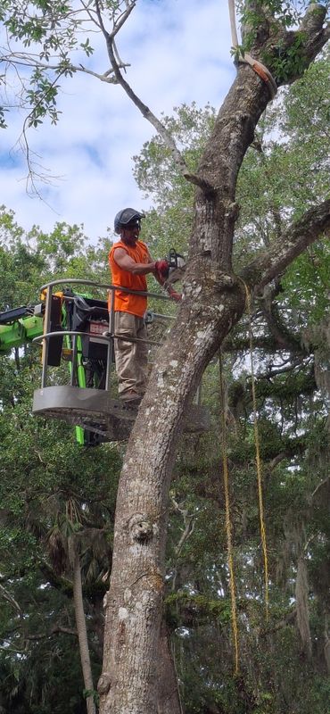 Tree Trimming