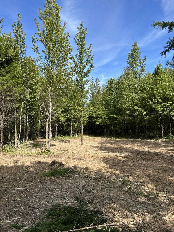 Land Clearing