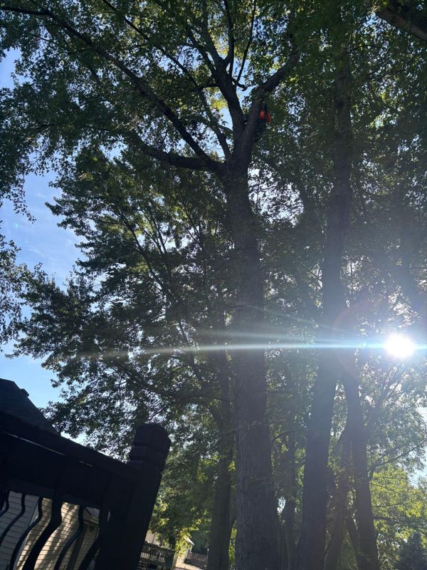 Tree Trimming