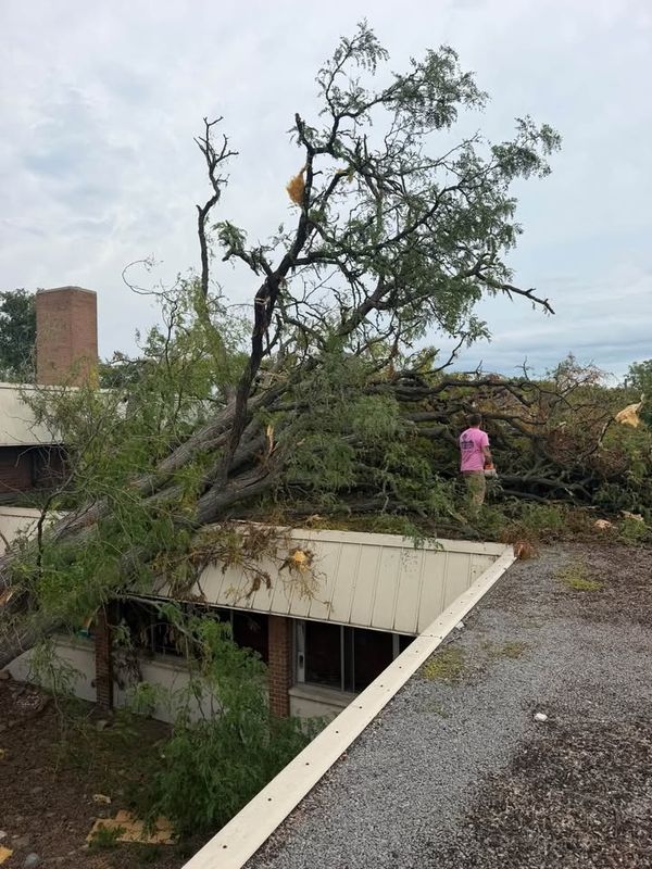 Tree Removal