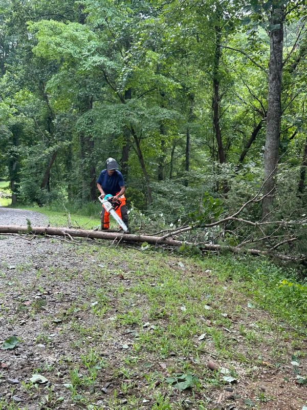 Tree Services