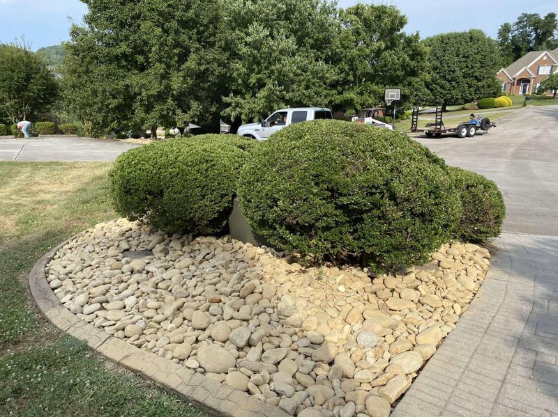 Tree & Shrub Care