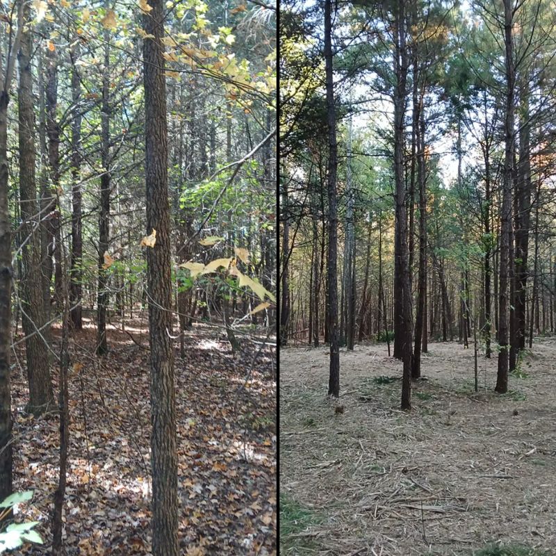 Forestry Mulching