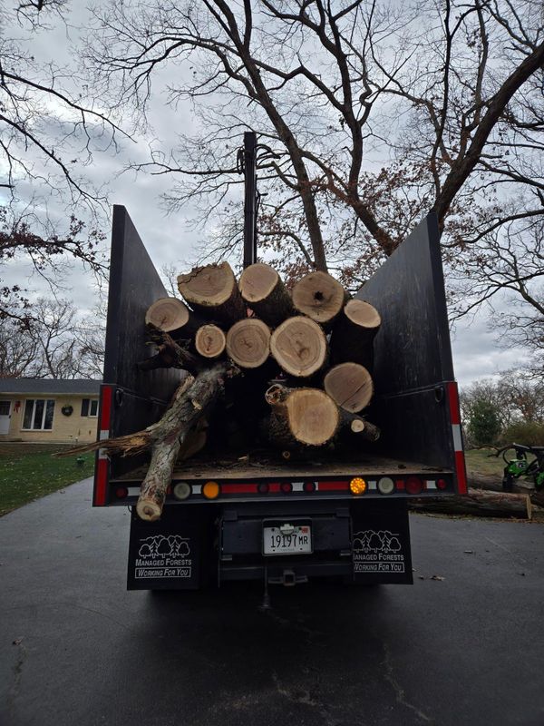 Lot Clearing