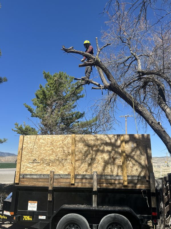 Tree Trimming