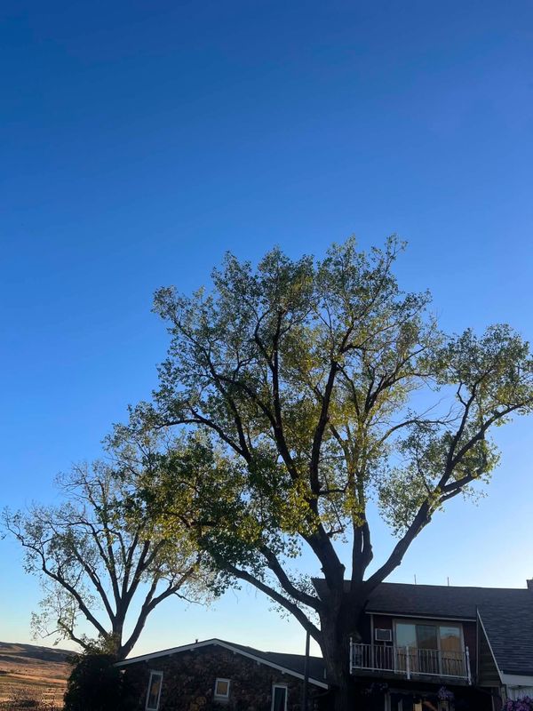 Tree Removal