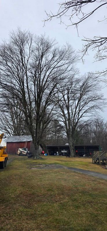 Emergency Tree Services