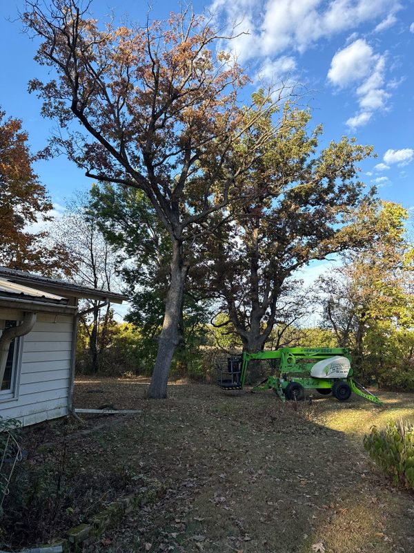 Tree Removal