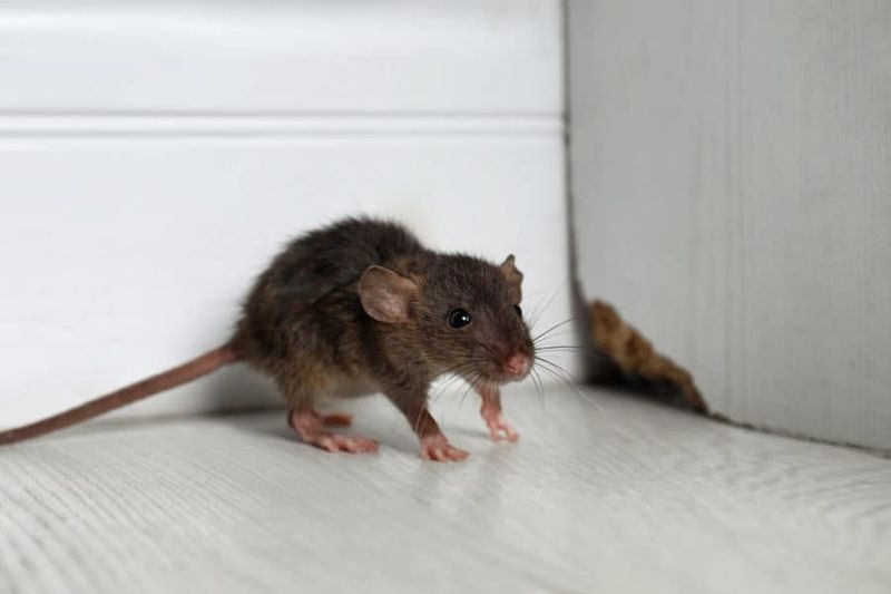Rodent Control