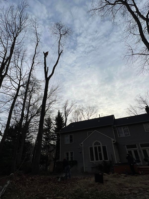 Tree Trimming and Removal