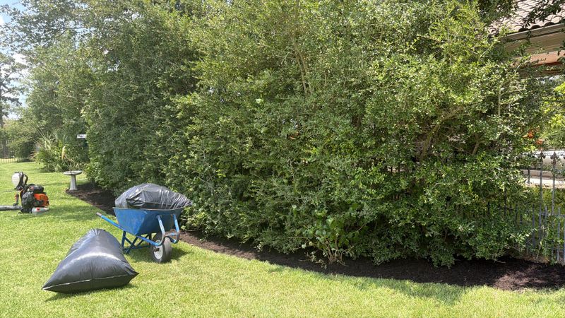 Tree Trimming & Stump Grinding
