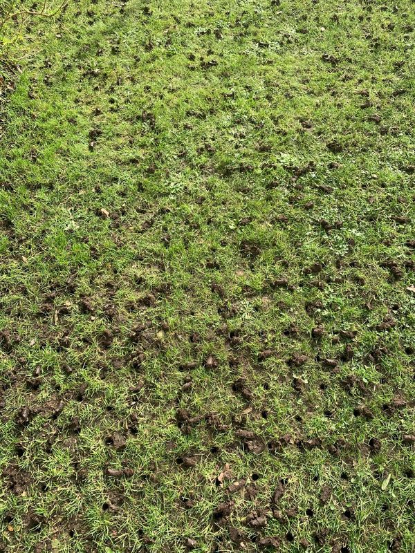 Lawn Maintenance