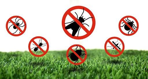 Bug & Insect Control (Outdoors)