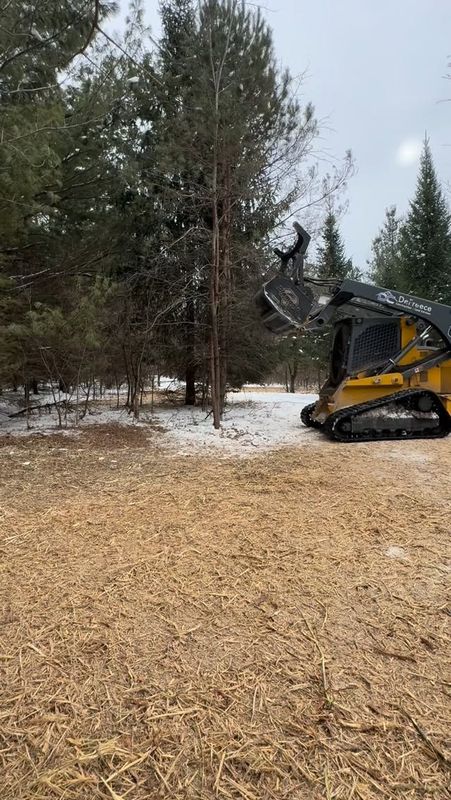 Tree Removal