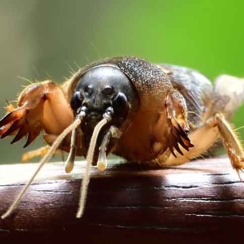 Mole Crickets & Grub Treatment