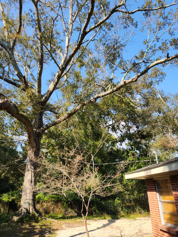 Massive Oak Removal: Expert Tree Services Transform North Magnolia Drive in Slidell