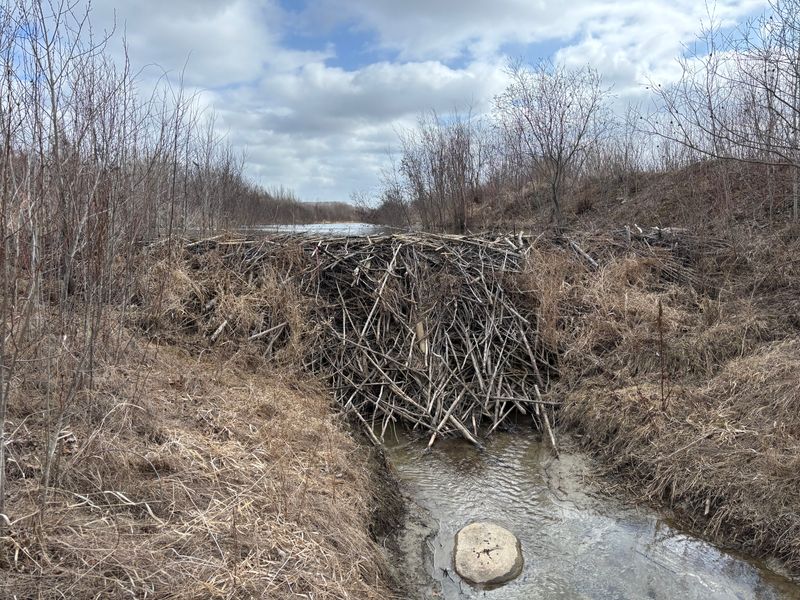 Beaver Removal