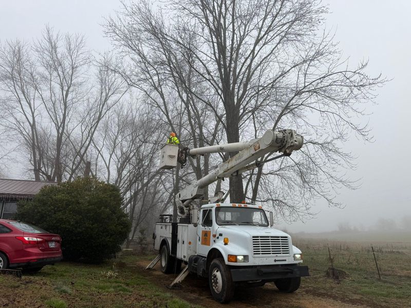 Other Tree Services